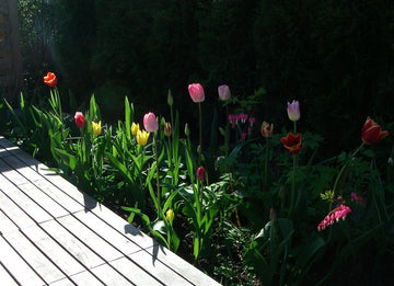 Tulpaner i rabatt – lökblommor som vårens första glädjespridare. Inspiration för lökplantering i trädgård och gräsmatta med scilla, krokus och vårstjärna.