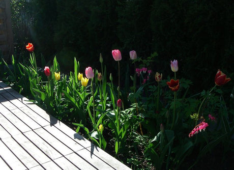 Tulpaner i blom i vårsolen – en rabatt med vårblommande lökväxter och blomsterlökar som scilla, krokus, narciss och allium, perfekt för gräsmatta och förvildning.