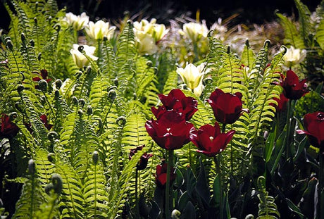 Plantering av lökväxter i trädgården: tulpaner bland ormbunkar i naturliga grupper i halvskugga, i väldränerad jord med benmjöl och kompostjord, rätt planteringsdjup och vattning för rik vårblomning.