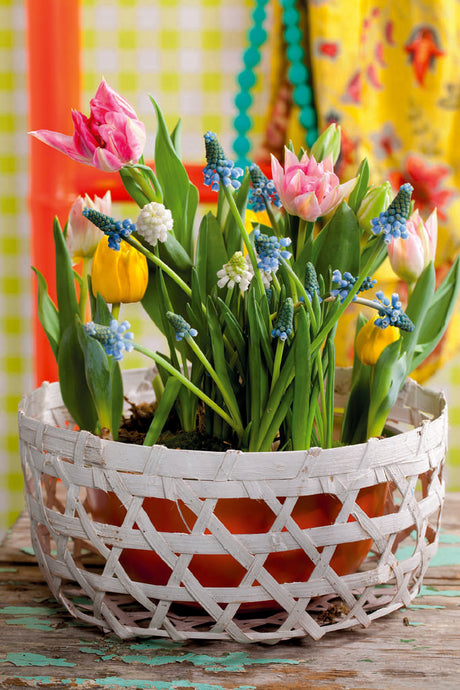 Påskdekoration med tulpaner och pärlhyacinter – färgstark påskbukett av blomsterlökar från Blomsterfrämjandet, påskinspiration för dukning inne och entré ute.