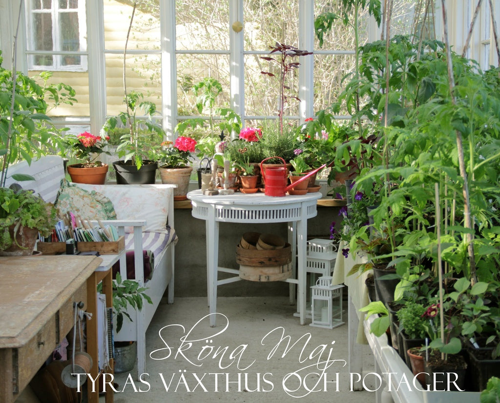 Odla sallat på hög höjd på piskställning i metall – snigelfritt, mindre ogräs och lättskött; tråg med kapillärmattor och återbrukade champinjonlådor för fräsch skörd.