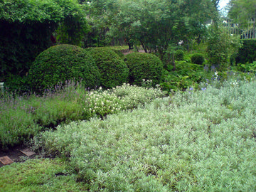 Ulla Molin’s lawn-free garden in Höganäs, a kulturminnesmärkt modernist design with oxel hedges, winding paths, garden rooms and a round birdbath, cared for by Hans and Christina Ljungström.