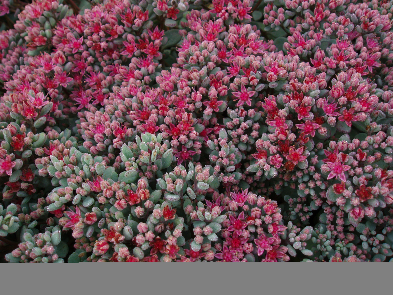 Liten kärleksört (Hylotelephium cauticola), Årets perenn 2016, med rödviolett-rosa höstblomning och grågröna blådaggiga blad; kuddbildande, torktålig perenn för soliga, väldränerade rabatter, krukor, murar och stenpartier; även sorten ’Lidakense’.
