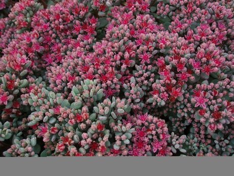 Liten kärleksört (Hylotelephium cauticola), Årets perenn 2016, med rödviolett-rosa höstblomning och grågröna blådaggiga blad; kuddbildande, torktålig perenn för soliga, väldränerade rabatter, krukor, murar och stenpartier; även sorten ’Lidakense’.