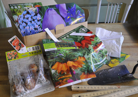 Vad behövs för lökplantering? Höstlökar, planteringsspade, benmjöl/lökgödsel, måttstock och väldränerad sandblandad jord – plantera på rätt djup i soligt läge.