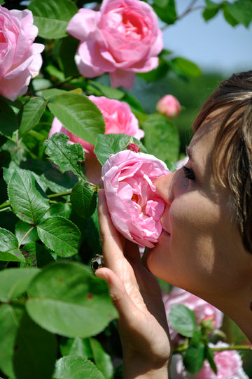 Valdoft i Fredriksdals rosarium under Rosdagar på Fredriksdal i Helsingborg – blommande rosor vid Fredriksdal museer och trädgårdar, rosguider som Lars-Åke Gustavsson och en lekfull krocketbana bland över 400 rosvarianter.