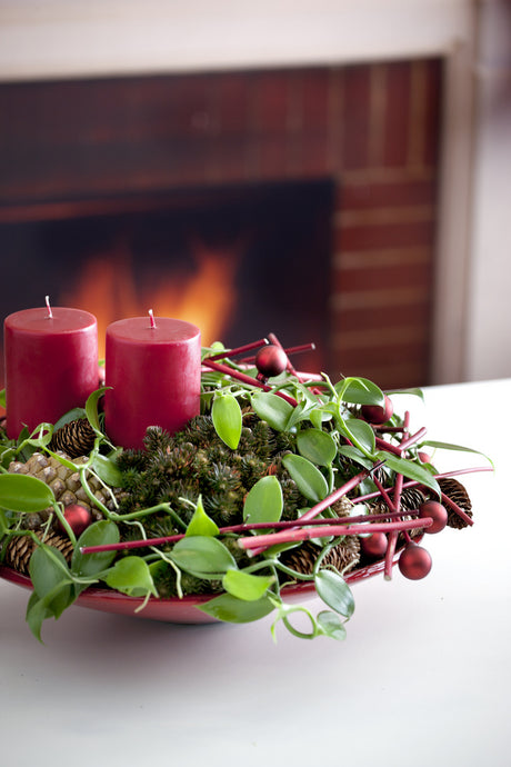 Vaniljorkidé (Vanilla planifolia) – tålig krukväxt och klätterorkidé med blanka blad och luftrötter på klätterstöd; trivs ljust och varmt, handpollinering ger vaniljstänger.