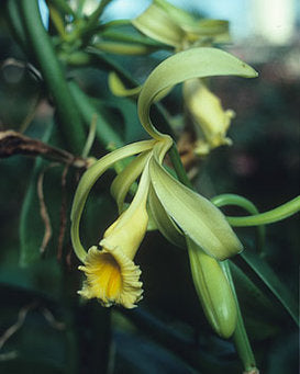 Vanilla planifolia (äkta vanilj) – vaniljstång och odling; ursprung i sydöstra Mexiko/Centralamerika; handpollinering enligt Edmond Albius; rik på vanillin och komplex arom.