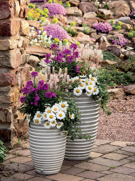 Månadens blomma i april – Vårflirt: krukplantering med tåliga perenner för tidig vår, med gyllenlack, lungört, alunrot och förgätmigej i färgstark kombination för entré och uteplats, inspirerad av Blomsterfrämjandet.