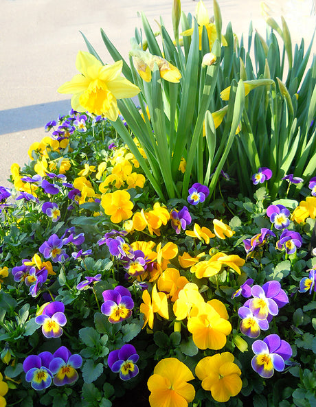 Vårglädje i aprilträdgården: gulblommande forsythia i sol, vårens färgsprakande start med plantering, beskärning, gödsling och sådd.