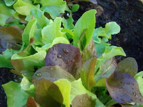 Närbild av växtrötter med rothår i fuktig jord som tar upp vatten via rotspetsar; visar vikten av rotblöta vid omplantering, nyplantering och växtflytt för bättre jordkontakt, näringsupptag och syre utan övervattning.