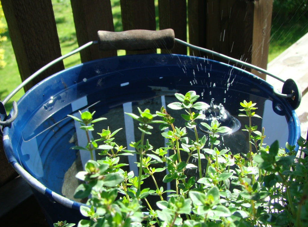 Vattning av nysådda plantor på friland i fåror – rotblöta vid nyplantering, kontrollera fuktigheten, vattna vid torka och gödning i bevattningsvatten, helst morgonvattning.