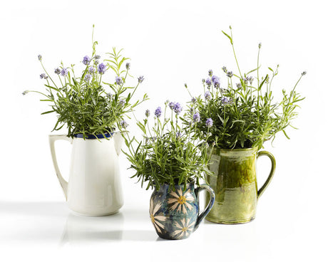 Växter i uterummet: lättskötta suckulenter, kaktusar och ätbara kryddväxter med klätterväxter som gullranka, murgröna och silverranka, återbrukad DIY-inredning (Labour Lust), mysig belysning och utemattor – flexibelt familjerum/orangeri året runt.