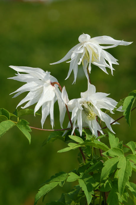 Småblommig klematis i blom – lättskött, tålig klätterväxt för trädgård. Tidig blommare med klockformade blommor; fin på spaljé, pergola och staket, i kruka eller som marktäckare; planteras i väldränerad jord, beskärs efter blomning.