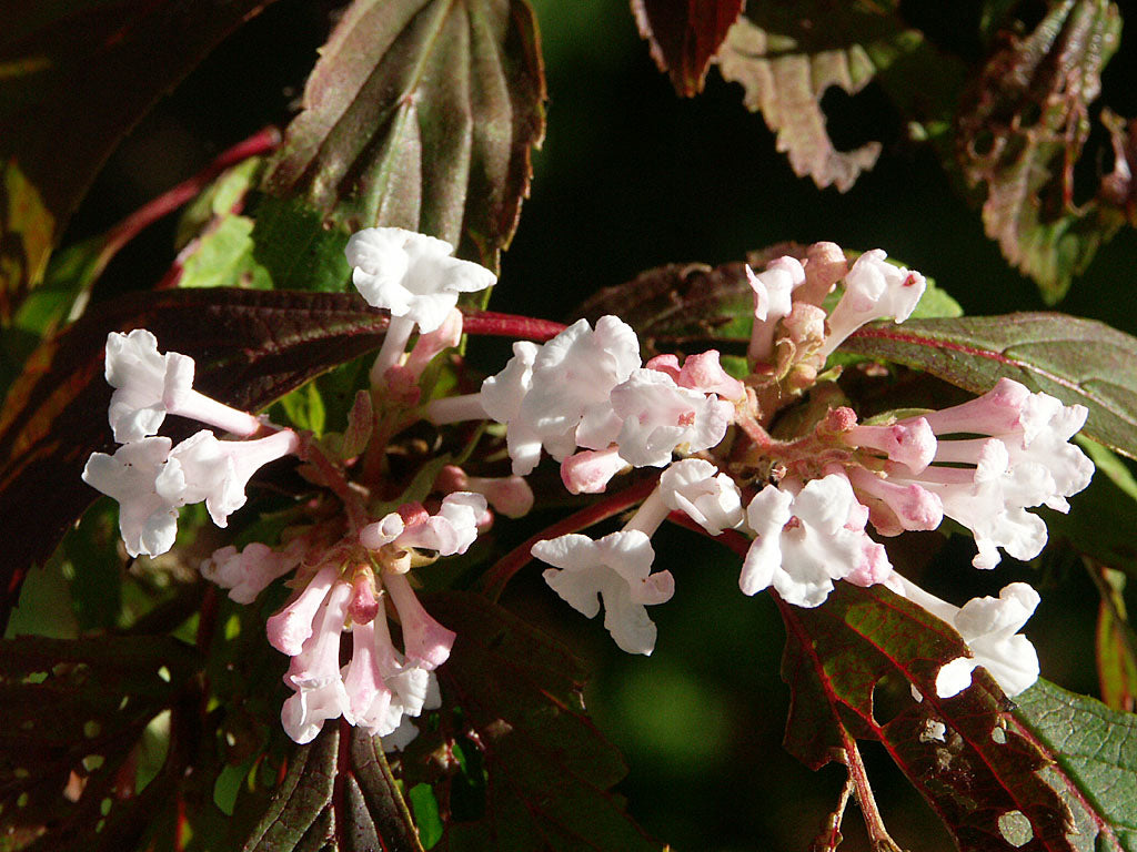 Kejsarolvon (Viburnum farreri) i höstsolen – doftande vinterblommare som blommar på bar kvist från senhöst till tidig vår.