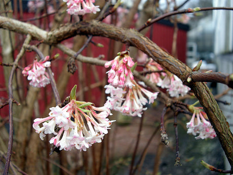 Hybridkejsarolvon (Viburnum x bodnantense 'Dawn') – rosablommiga, doftande vinterblommor på nakna grenar; vinterträdgård, rikast blomning feb–mars, härdig zon 3, väldränerad neutral–svagt sur jord, sol–halvskugga