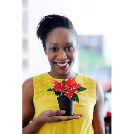 Julstjärna (La Flor de Noche Buena) med röda högblad – från Mexiko och aztekisk myt till global julikon; känd som Adventsstern/Christmas star/Stella di Natale, Atatürks blomma och Bent El Consul via Joel Poinsett.