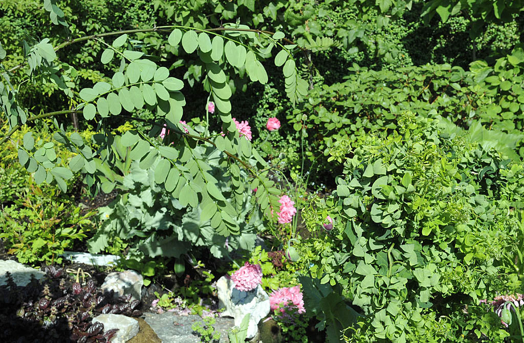 Vildskott på robinia (dvärgskruvrobinia): kraftiga, taggiga rotskott från grundstammen under förädlingsstället på en ympad växt – så känner du igen och tar bort vildskott i trädgården.