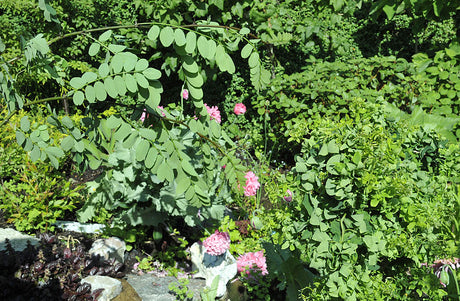 Vildskott på robinia (dvärgskruvrobinia): kraftiga, taggiga rotskott från grundstammen under förädlingsstället på en ympad växt – så känner du igen och tar bort vildskott i trädgården.
