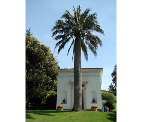 Majestic palm at Villa Melzi orangerie in Lake Como, Italy—19th‑century exotic planting turned garden design icon; featured in Odla.nu veckans bild.