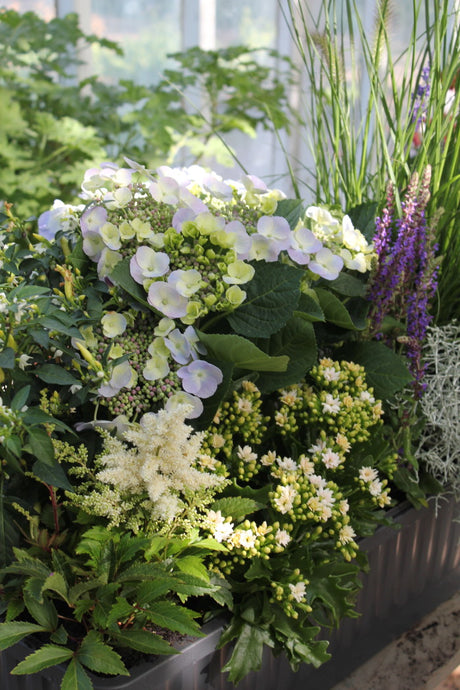 Vit sensommarplantering i kruka – inspiration för plantering av höstkrukor vid entré, balkong och terrass, med prydnadsgräs, alunrot (Heuchera), hängande växter, gråbladiga inslag, ljung, prydnadskål och andra vintergröna, frosttåliga perenner.