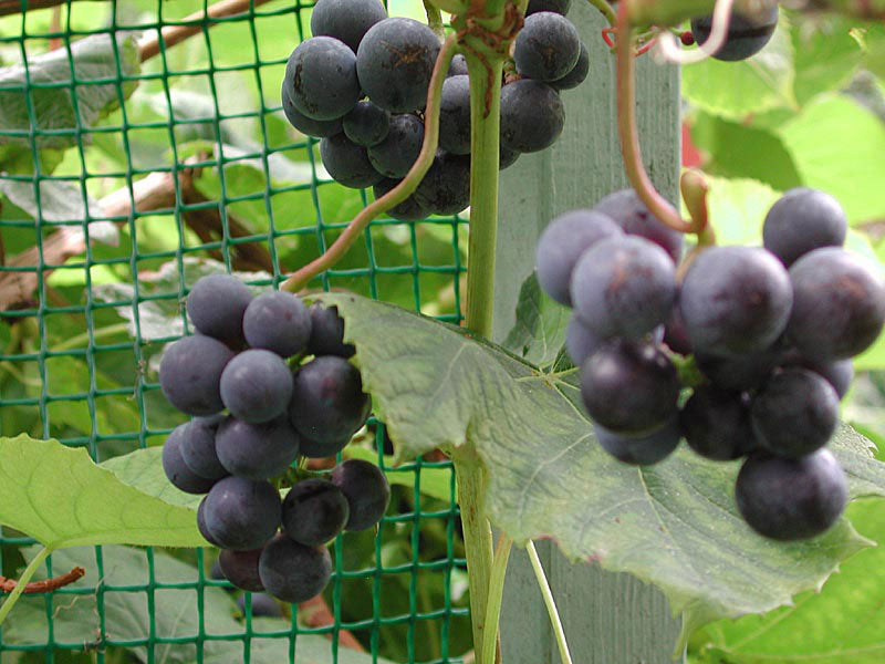 Zilga staketdruvor (Vitis labrusca) – härdigt trädgårdsvin från Baltikum med små blå, söta druvor i stora klasar; idealiskt för gelé och vin, lättodlat och sjukdomsresistent, passar upp till odlingszon 5.