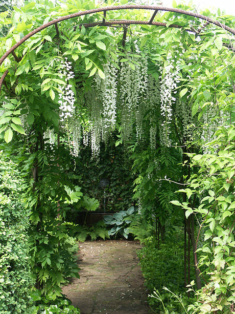 Vitblommande blåregn Wisteria sinensis 'Alba' i romantisk vit trädgård – doftande klätterväxt med hängande klasar, perfekt för månskensträdgård i Sissinghurst-stil.