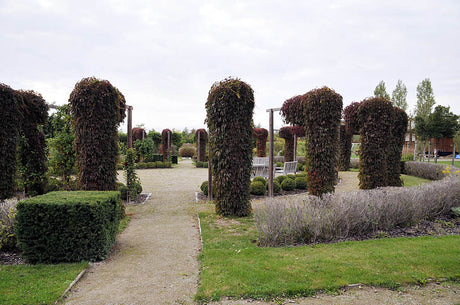 Volkspark Berlin i vårgrönska – inspiration till Berliner Staudemarkt i Berlins Botaniska trädgård; europeiskt trädgårdsevenemang, växtmarknad och perenner.