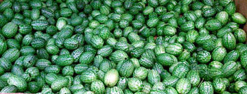 Anguriagurka (West India Gherkin) – risk för fröblandning med vildform av gurka med hög halt cucurbitacin; bitter smak är varningssignal. Köp fröer från pålitliga leverantörer och smaka först.