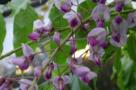 Blåregn Wisteria sinensis i full blom – doftande klängväxt med långa lila blomklasar i maj–juni, perfekt för doftträdgården och försommarens blomprakt bland doftande buskar och klängväxter.