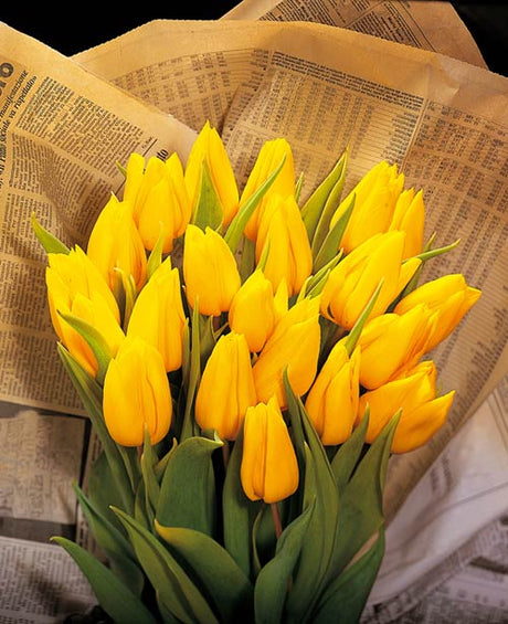 Yokohama-tulpan – populär tulpansort i Sverige under tulpansäsongen; kopplad till tulpanens historia från tulpanmanin till Tulpanens Dag, med skötselråd för längre hållbarhet