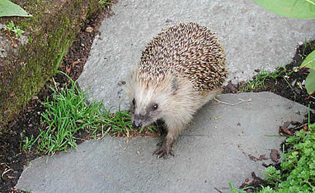 Igelkott vid rishög inför Valborgsbrasa – skydda igelkotten på Valborgsmässoafton genom att flytta rishögen. Djurvänligt Valborgsfirande i Sverige.