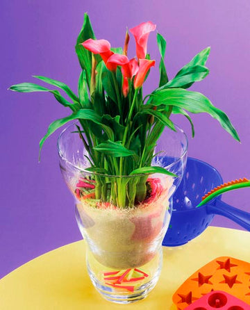 Zantedeschia (kalla) i kruka utomhus – närbild av blomställning med vitgul spadix och färgstarkt hölsterblad; lättskött prydnadsväxt som trivs i sol, tål ned till 5°C och får intensivare färger ute.