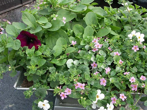 Zinkho med vinröd surfinia-petunia, rosa och vita snöflingor samt silvernjurvinda (Dichondra argentea) – enkel, trendig samplantering i kruka för balkong/uteplats, sommarinspiration