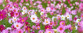Blomsterfröer