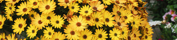Sommarblommor