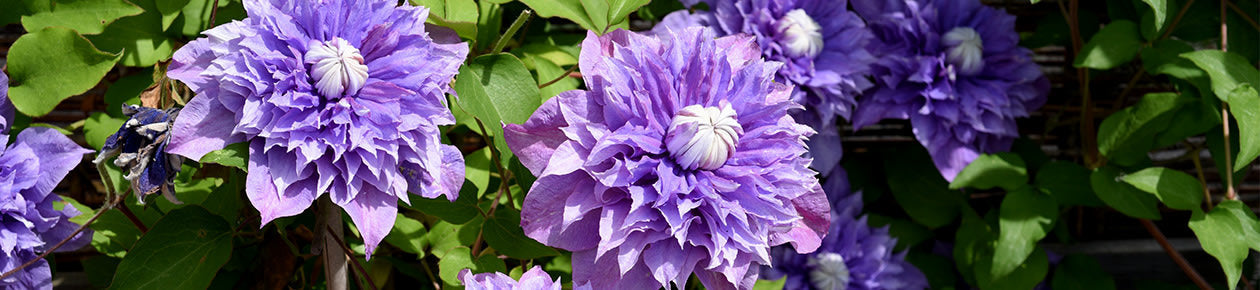 Klematis och Klätterväxter