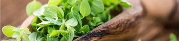 Pak choi
