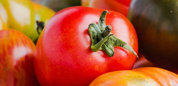 Tomatfrö