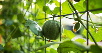 Melon