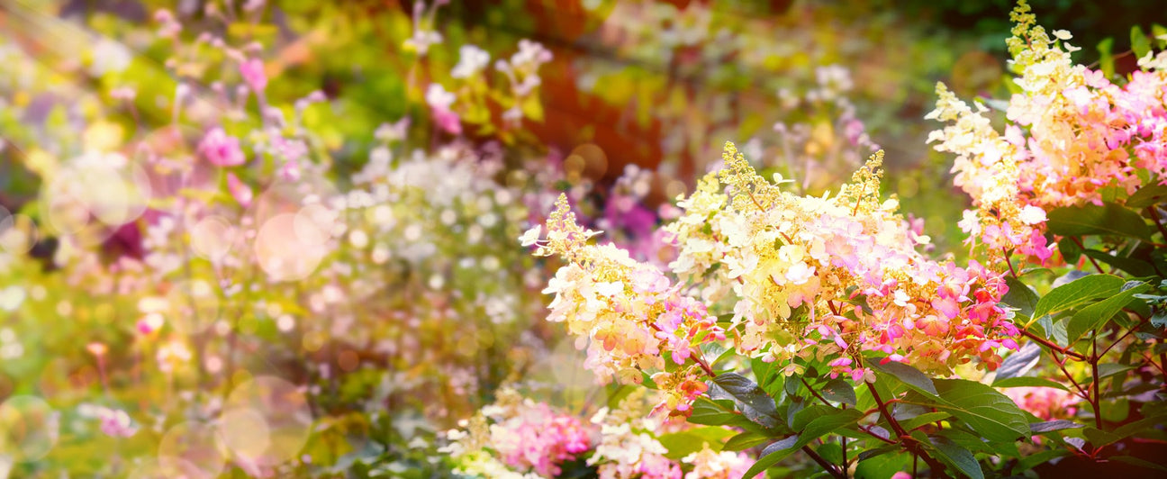 Medelhöga prydnadsbuskar