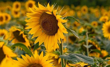 Solros