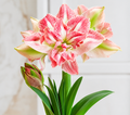 Amaryllis