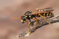 Insekter