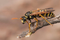 Insekter