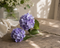 Hortensia