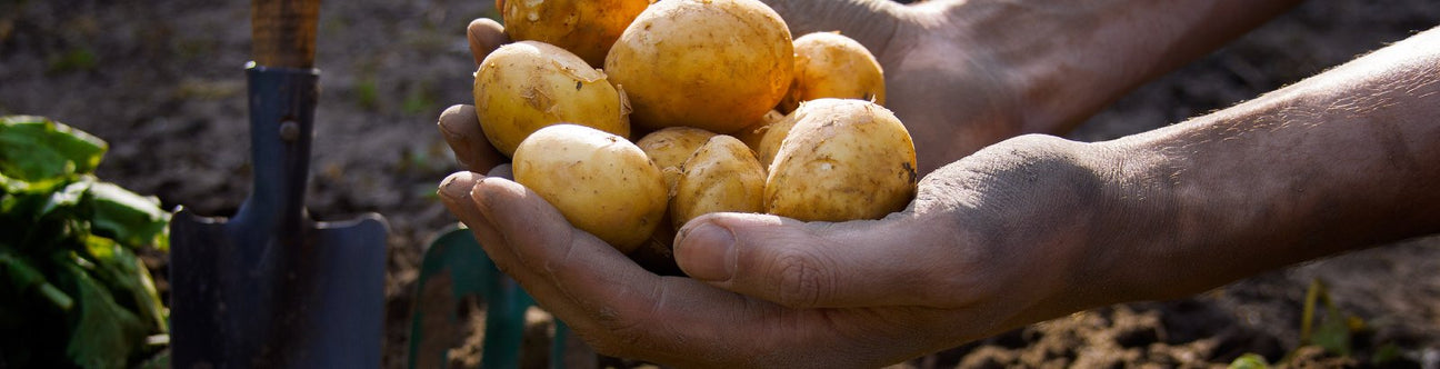 Sättlök, Potatis, Vitlök