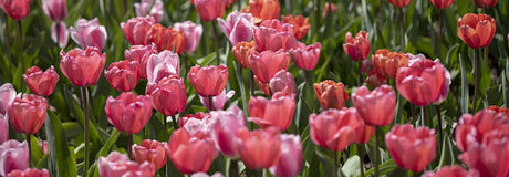 Höstplantera Lök & Knöl