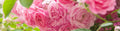 Rosor
