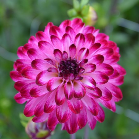 Pompon Dahlia 'Little Robert' 1st